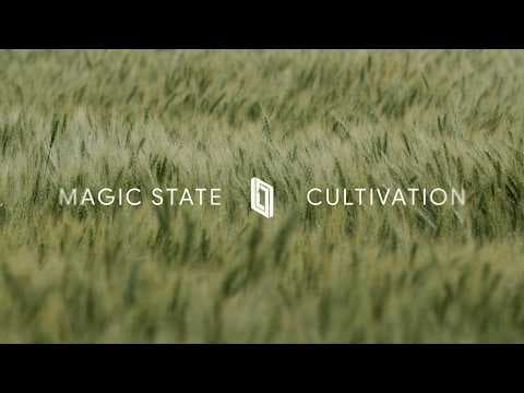 Demonstrating Magic State Cultivation on the Willow Processor | Google Quantum AI