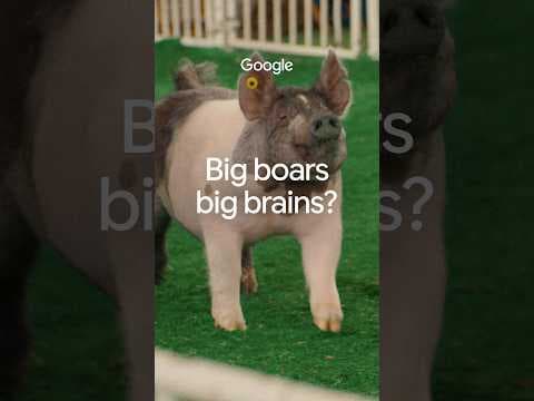 Can pigs breathe through their 🍑?